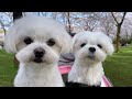 Maltese puppies enjoy cherry blossom season 