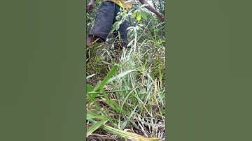 Harvesting cassava part 785 #shorts #farming #cassava #nature  #cassavaroots #cassavafarming