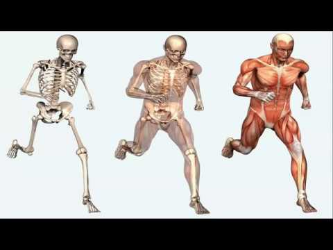 Видео: Как да си направим скелет