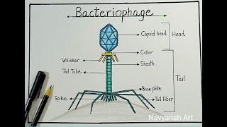 Bacteriophage Labeled Diagram Drawinghow To Draw A Neat Labeled Diagram Of Bacteriophage Virus