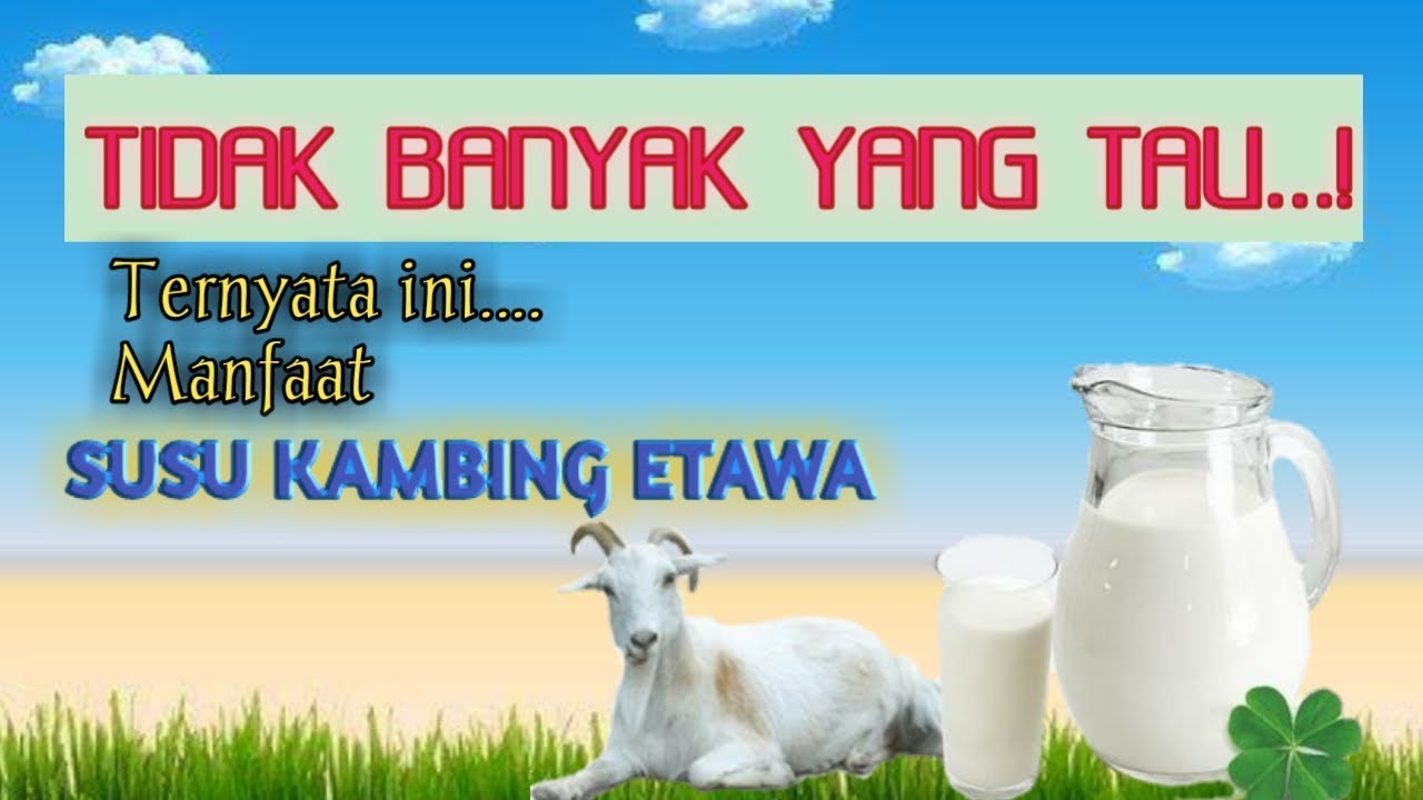 MANFAAT SUSU KAMBING ETAWA | 2020 