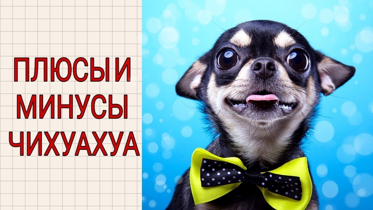 чихуахуа минусы