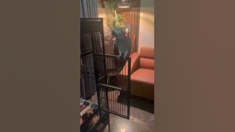 सोने का टाइम हो गया , चलो | #shortvideo #shortsfeed Lab and Parrot 😴