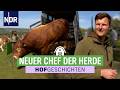 Bulle Ivo soll für Nachwuchs sorgen | Hofgeschichten (378) | NDR