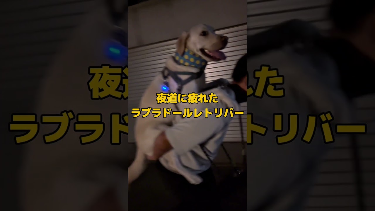 疲れたフリして過保護な父ちゃんに甘えるラブラドールレトリバー #ラブラドール #大型犬 #あざとかわいい