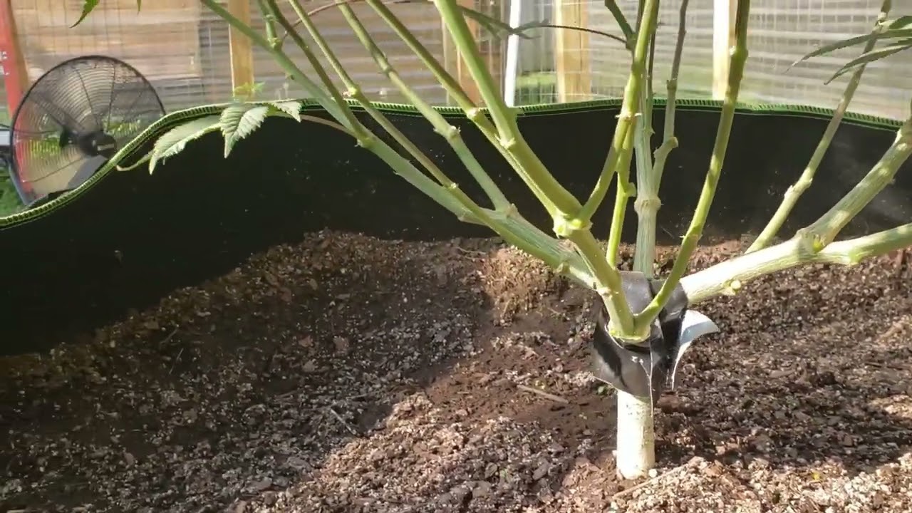 Accidental Splitting Part 2