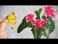 Antúrio lotado de flores! Use este adubo simples e veja o resultado! qualquer planta