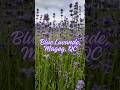 Bleu Lavande In Magog Quebec It S The Largest Lavender Farm In Canada 2nd Largest In N America Bleu Lavande In Magog Quebec It S The Largest Lavender Farm In Canada 2nd Largest In N America