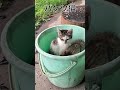 バケツ猫　#古民家暮らし　#田舎暮らし　#田舎移住　#猫