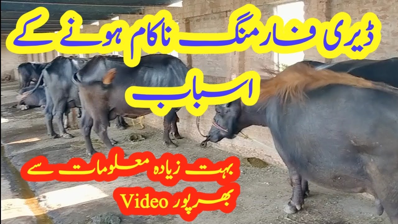 Why dairy farm flop Dairy farming in Pakistan I Dairy farm in
