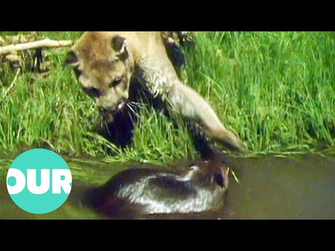 Beaver Takes On A Mountain Lion And WINS | Our World