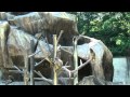 ニホンザル－小鳥と小動物の森（長野県松本市） の動画、YouTube動画。
