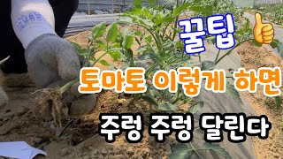 토마토 이렇게 키우면 주렁주렁^^ 이런게 진짜 꿀팁^^ tomato replays in a wonderful way