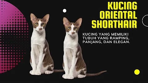 Video 7394551: oriental shorthair cat, orientalshorthair cat