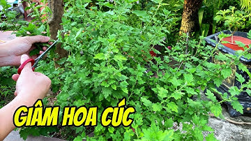 Giâm trồng và chăm sóc hoa Cúc trong vườn nhà