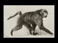 Baboon Walking on All Fours (1887) Eadweard Muybridge