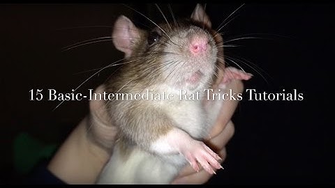 Rat Tricks - What To Teach First (Mini-Trick Tutorials)
