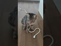 Команда маляров. #cat #веселыекоты #котик #прикольныекоты #кот #видосыоткота #kitty #kitten #кошка