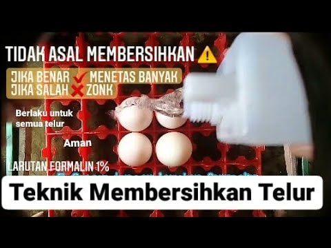 Video: Bagaimana cara membersihkan telur sebelum inkubasi?