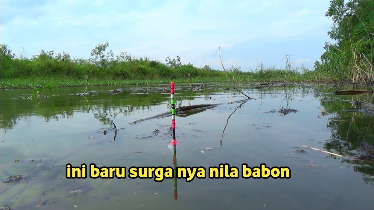 Penuh Ketegangan!! Mancing nila babon di spot yang tak pernah terjamah manusia