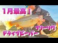 Blackbass  brgd