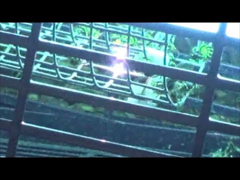 Yellow Jacket Electrocution Hang-glidertice!!