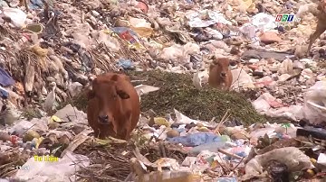 Nỗ lực xử lý hơn 100.000 tấn rác tồn đọng ở Côn Đảo | BRTgo