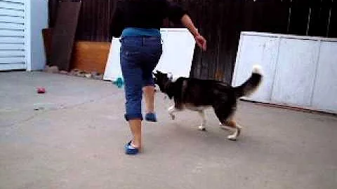 Siberian Husky Playing