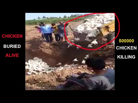 500000 Chicken Buried Alive || Chicken Killing Alive