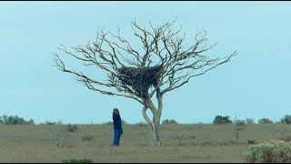 Nullarbor Wedge-tailed Eagle Nest