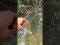 Bất ngờ câu cá bụi tre #cauca #fishing