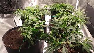Cannabis indoor grow in a 4' × 4'  foot grow tent.🌱