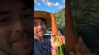 Grow Perfect Carrots At Home With This Easy Trick