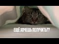 Команда «искать кошку» | Получилось!