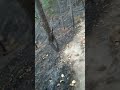 Har kadam par koi katil hai #viral #shorts