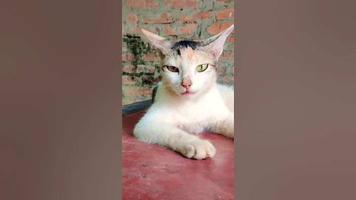 Watch the video about #catkittenanimal #viral #youtubeshorts #cat ✅😍🐼🆗