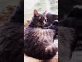 #cat