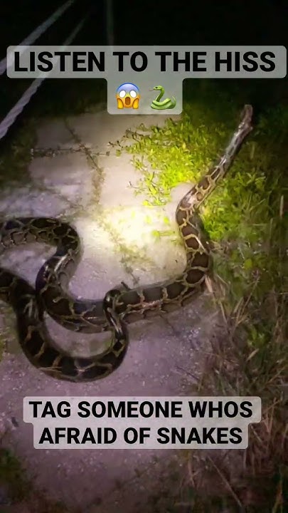 Angry Burmese Python from the Florida Everglades 😡 #python # ...