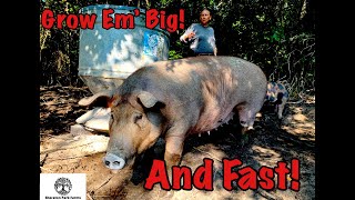 Pastured Pig Feed  SECRET Recipe for Growing Large Pigs FAST