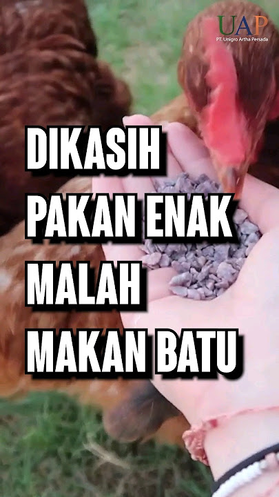 Dikasih Pakan, Ayam Malah MAKAN BATU??? Ini Penjelasannya!