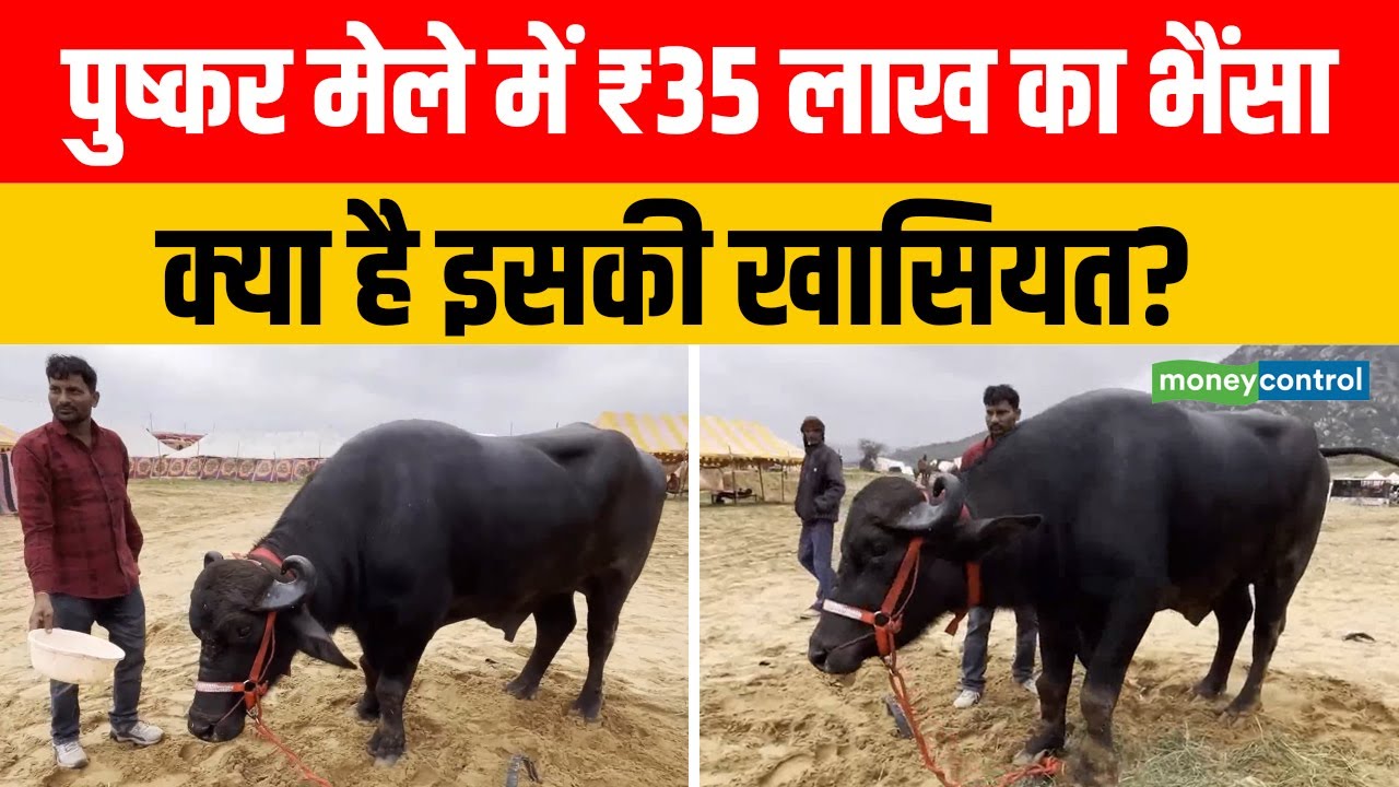 Pushkar Mela 2025 | पुष्कर मेले में ₹35 लाख का भैंसा, क्या है इसकी खासियत?