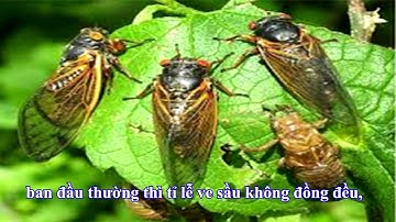 Vòng đời của ve sầu