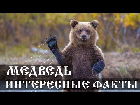 Интересные факты о медведях