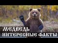 Интересные факты о медведях