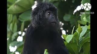 suara monyet lutung kasarung/the sound of the langur monkeys