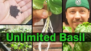 Basil Propagation - The Definitive Guide To Growing Unlimited Basil