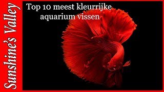 Top 10 meest kleurrijke zoetwater aquariumvissen | Aquarium Sunshine Valley