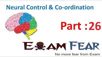 Biology Neural Control & Coordination part 26 (Inner ear, structure of cochlea) CBSE class 11 XI