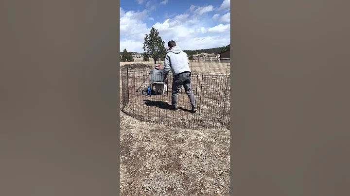 Colorado Mountain Dog Temperament Test 7 weeks, Bl...