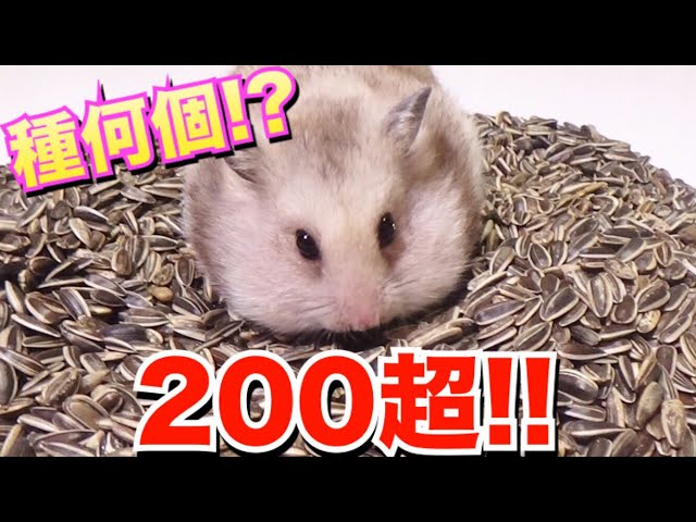 Over 200] We tested how many sunflower seeds a hamster can fit in